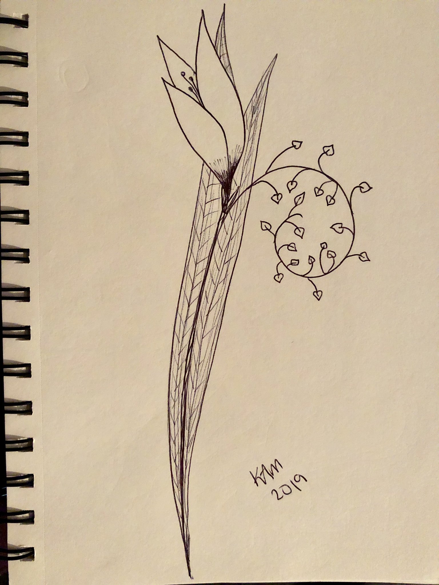 a drawing made in black ballpoint pen of a large flower poking out of two large leaves with a smaller vine of leaves growing out of its side in a spiral. signed KAM 2019